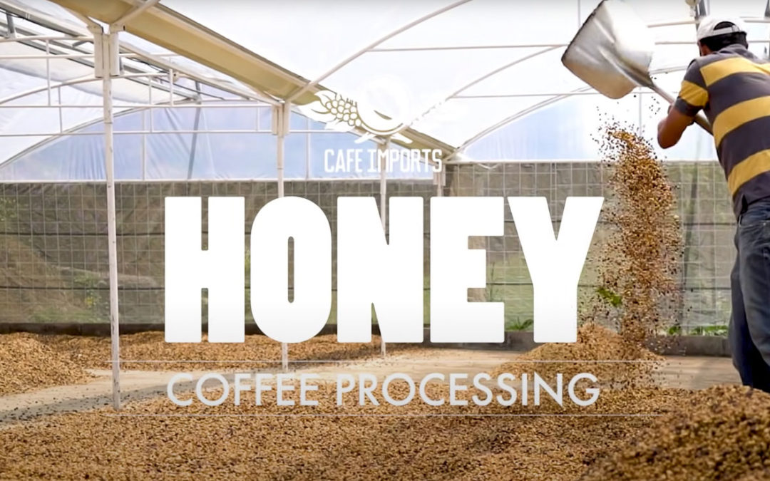 Honey Coffee Process – Costa Rica