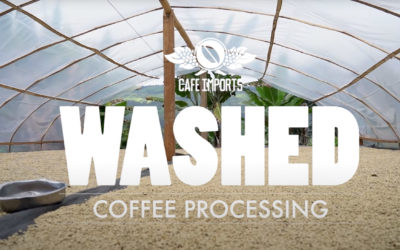 Washed Coffee Process